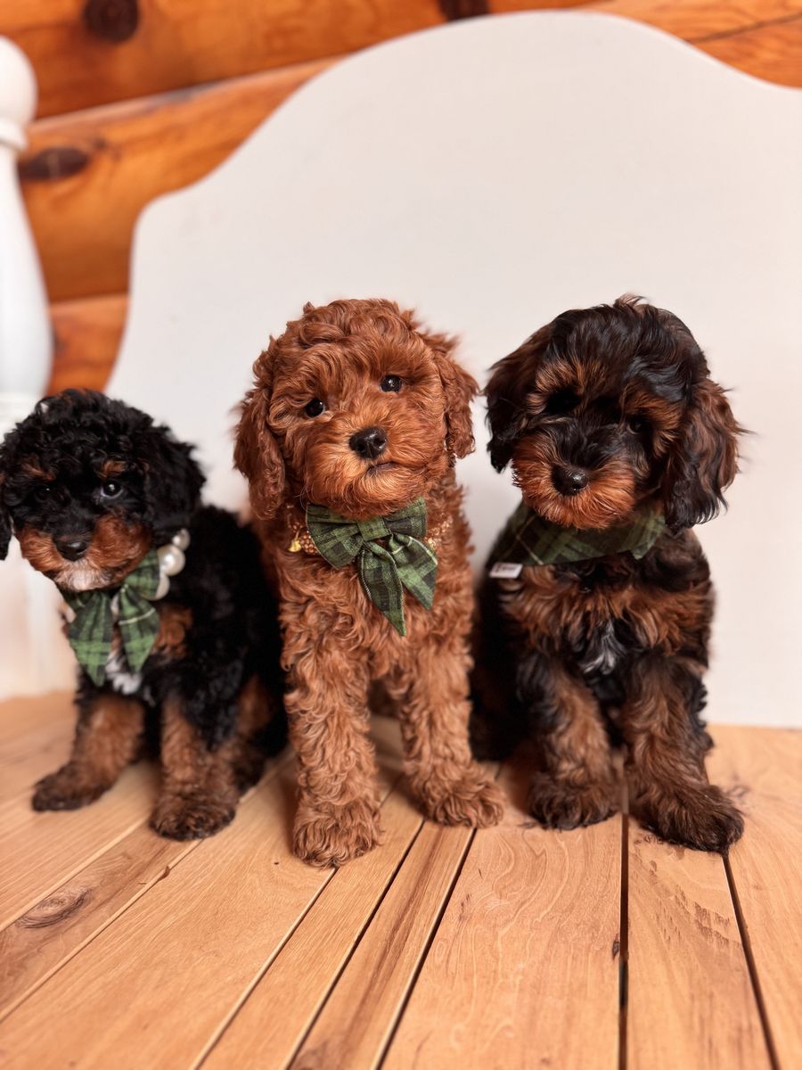 F1 Toy phantom Cavapoo Stud 8lbs