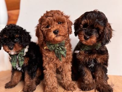 F1 Toy phantom Cavapoo Stud 8lbs