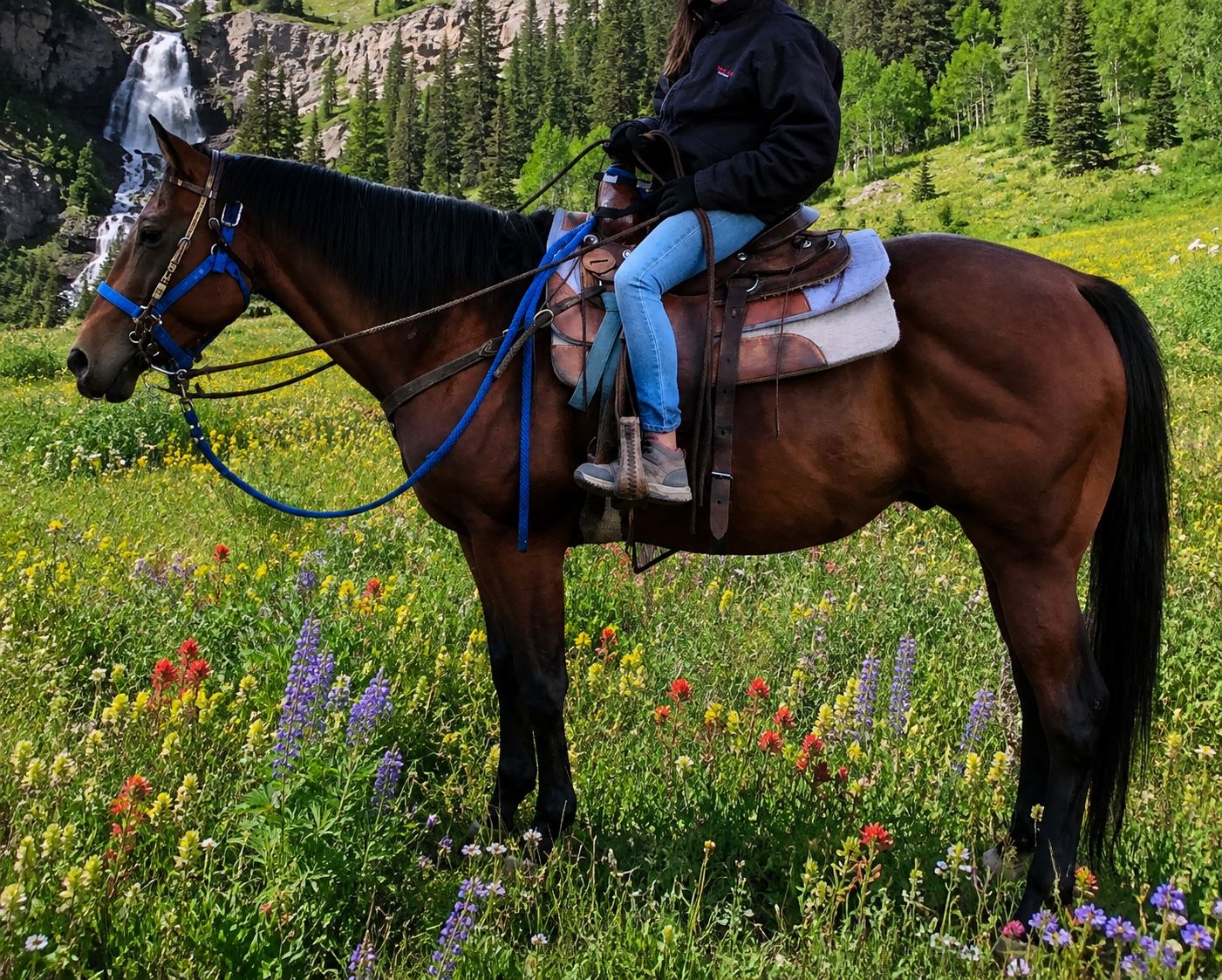 AQHA Quarter Horse Gelding