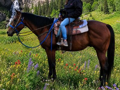 AQHA Quarter Horse Gelding