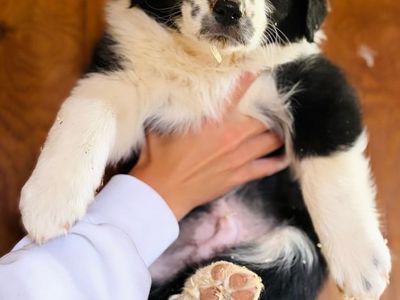 Boarder Collie Puppies