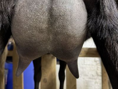 2 - Adga Registred Lamancha Milkers