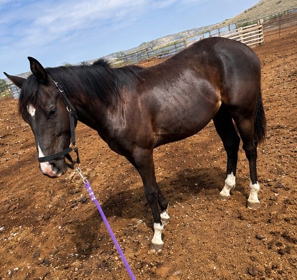 2025 aqha black stud colt with chrome