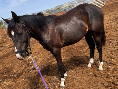 2025 aqha black stud colt with chrome