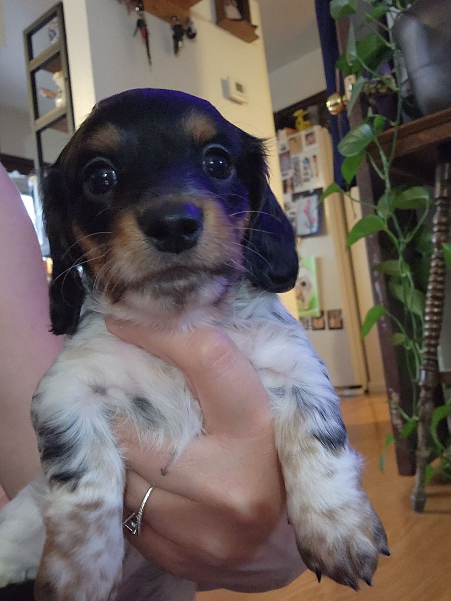 Mini dachshund puppies