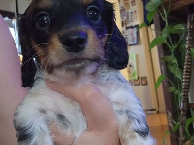 Mini dachshund puppies