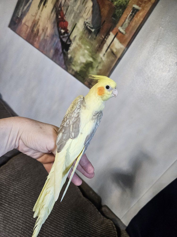 Hand-Fed Baby Pied Lutino Cockatiel