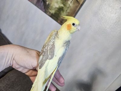 Hand-Fed Baby Pied Lutino Cockatiel