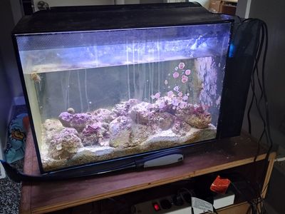 Saltwater Aquarium FREE