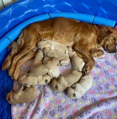 AKC Registered Golden Retriever Puppies