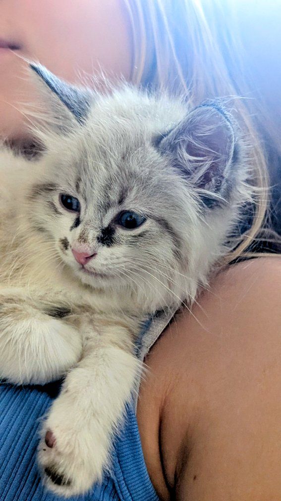 Adorable female kitten, gray and white kitten.