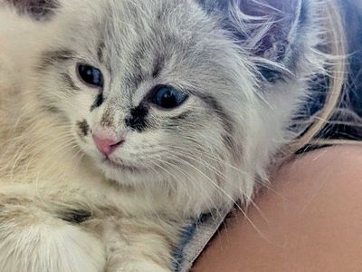 Adorable female kitten, gray and white kitten.