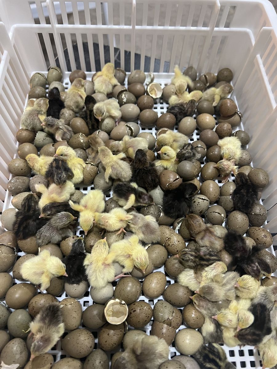 Button Quail
