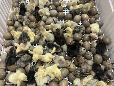 Button Quail