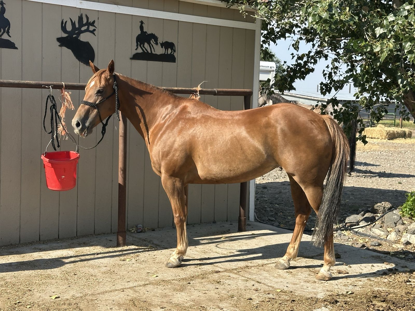 2017 Chestnut Grade Mare