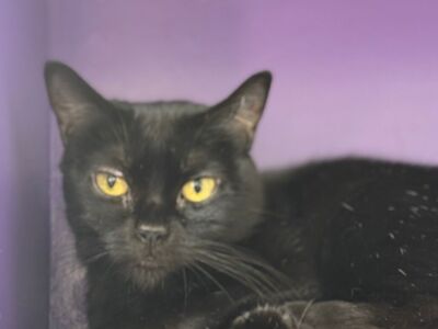 Hello my name is Groot