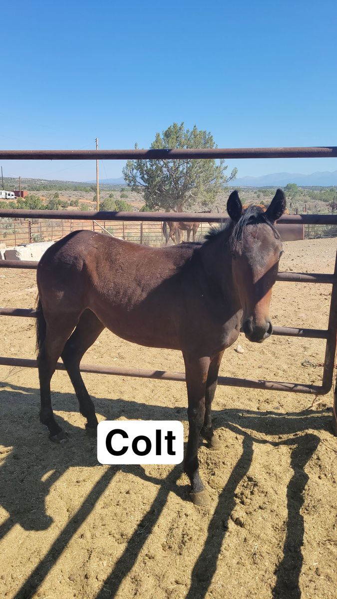 Colt