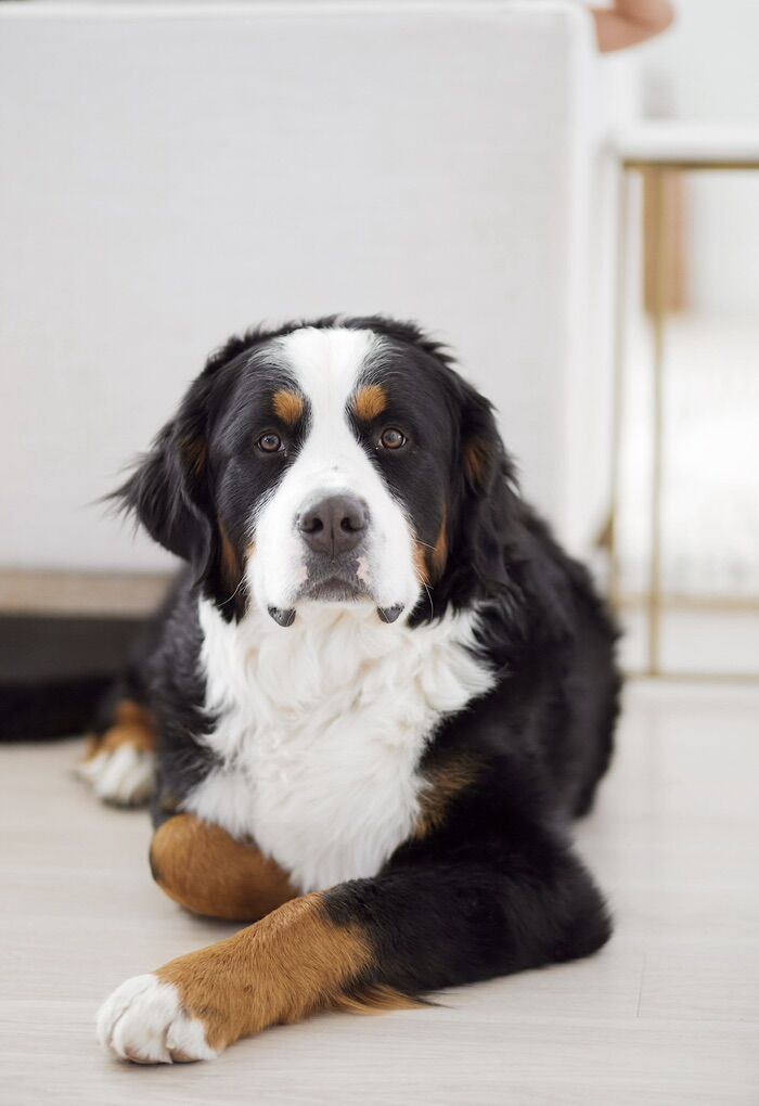 Proven Bernese Mountain Dog Stud