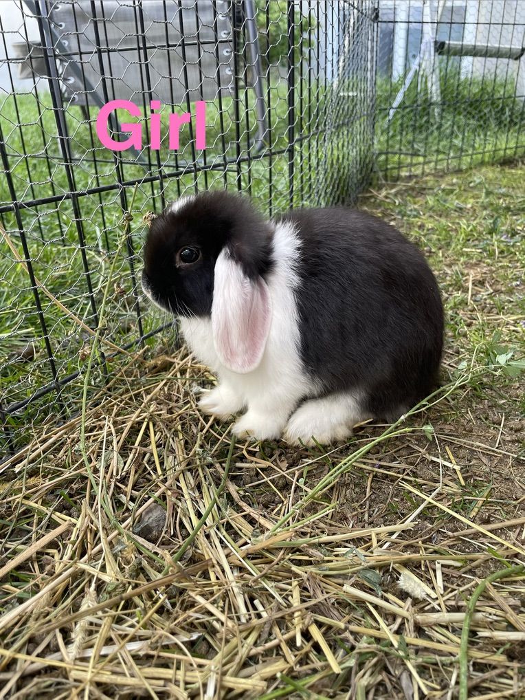 Purebred Holland Lops