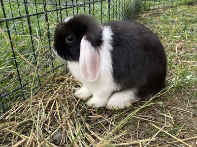 Purebred Holland Lops