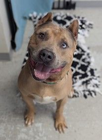 A164079 Bovine, Available for Adoption