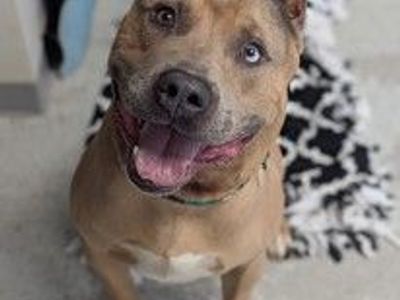 A164079 Bovine, Available for Adoption