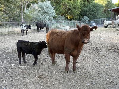 Cow calf pair 3 in 1