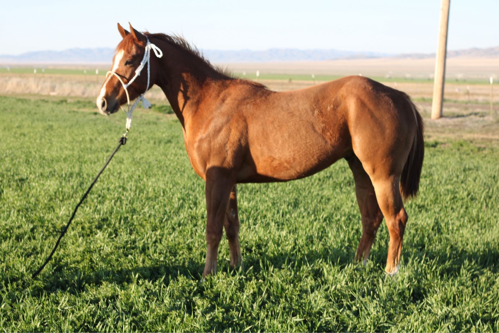 3 year old gelding