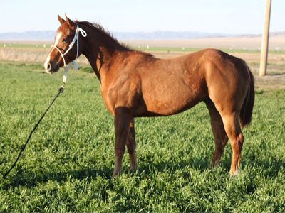 3 year old gelding