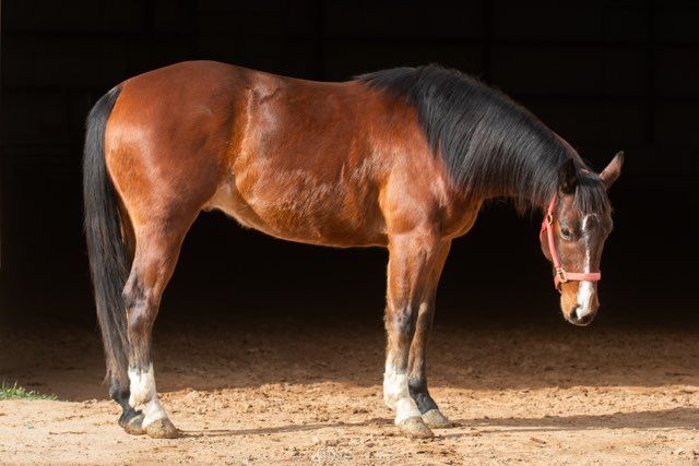 AQHA NICE 4yr. GELDING