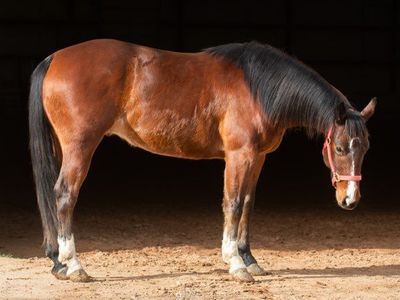 AQHA NICE 4yr. GELDING