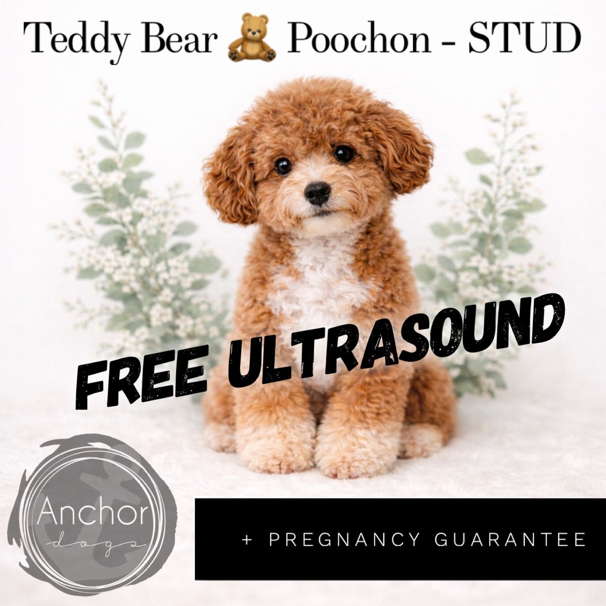 RARE•Teddy Bear 🧸PooChon  (Bichon/poodle )
