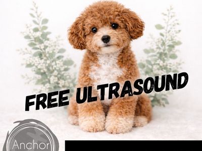 RARE•Teddy Bear 🧸PooChon (Bichon/poodle )