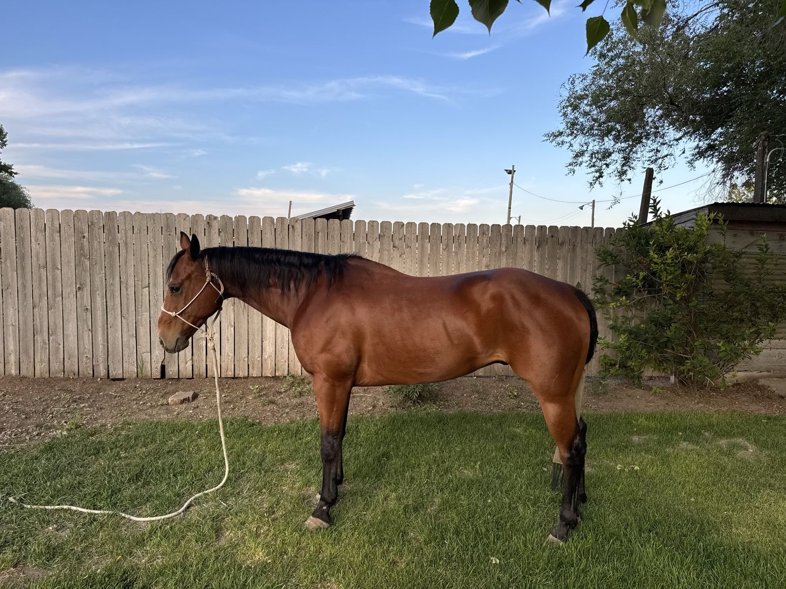 2015 AQHA Gelding