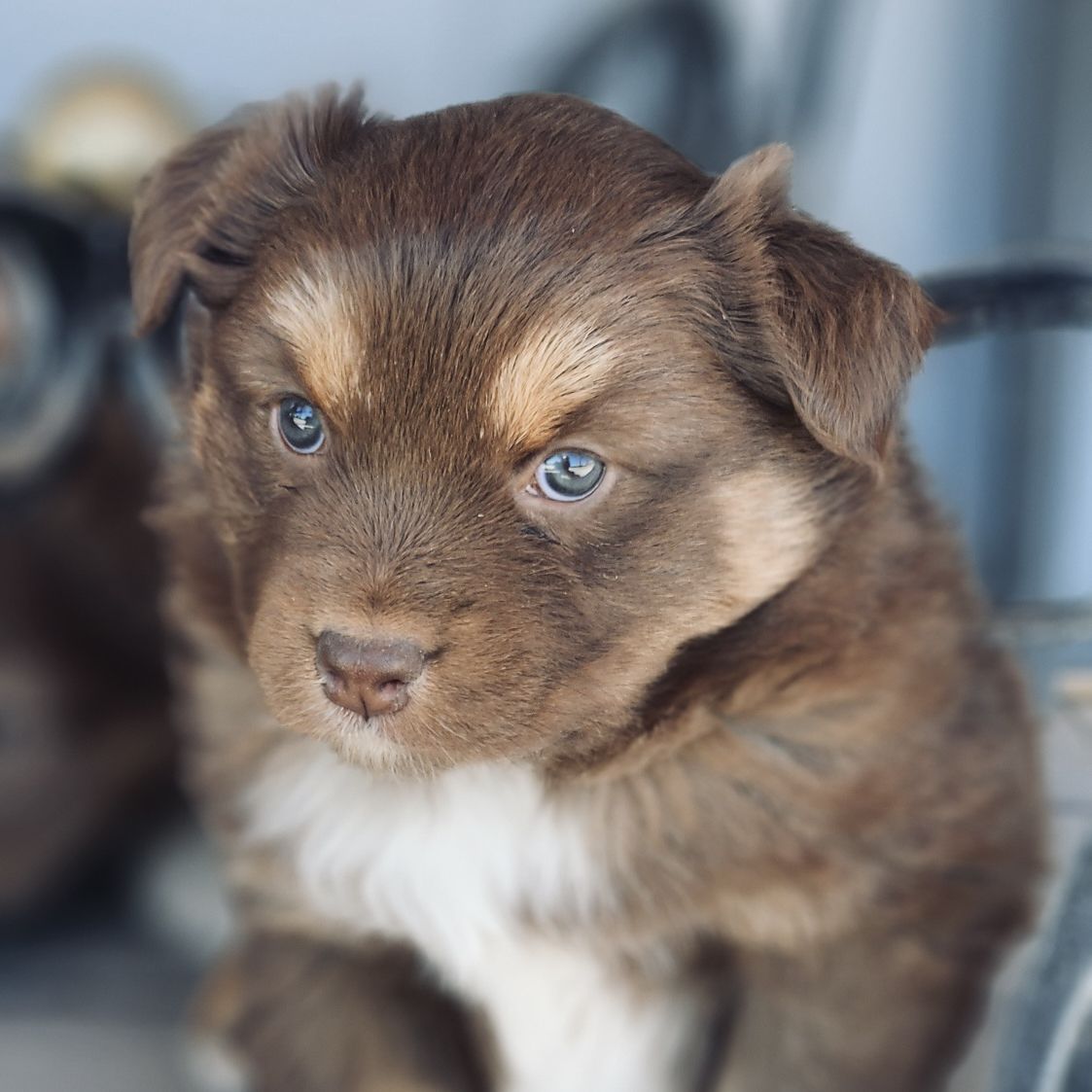 Australian Shepherd Male And One Female Puppy!