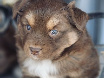 Australian Shepherd Male And One Female Puppy!