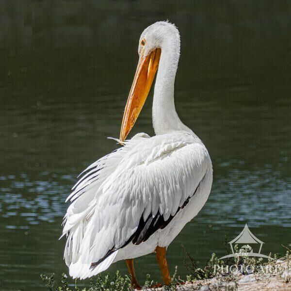 PROUD TO BE A PELICAN PHOTO ART PRINT