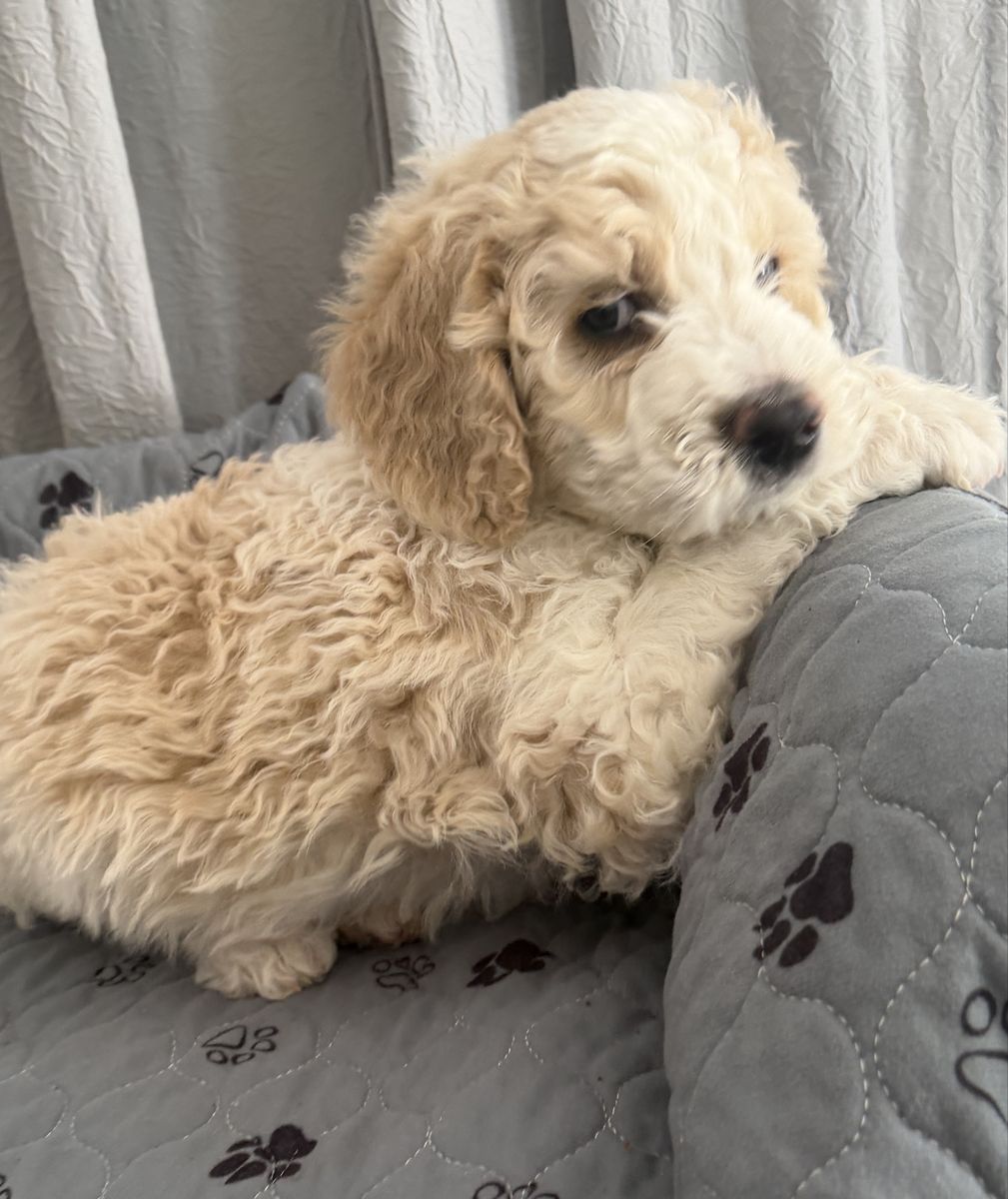 Sweet Snuggly Bernedoodle Boy