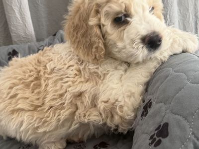 Sweet Snuggly Bernedoodle Boy
