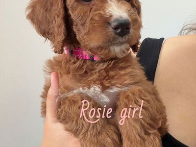 Goldendoodle puppies