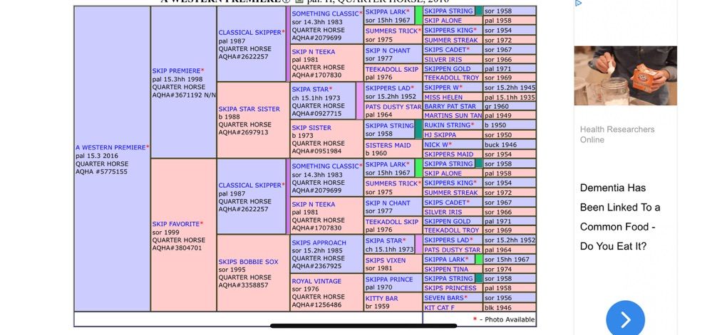 Long Yearling AQHA Gelding