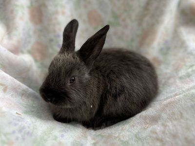 Cutest Mixed Bunnies