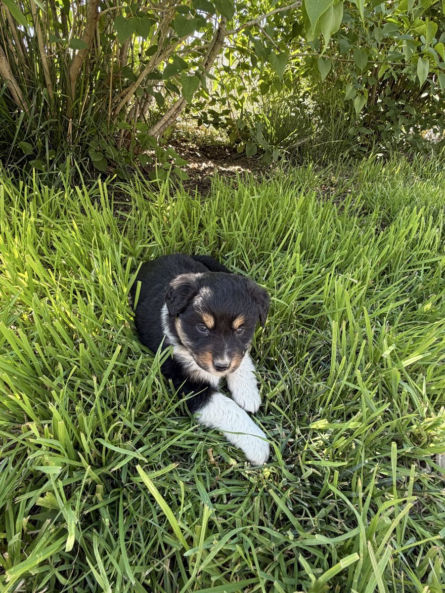AKC Australian shepherds