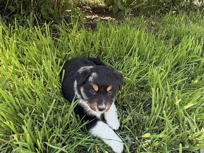 AKC Australian shepherds