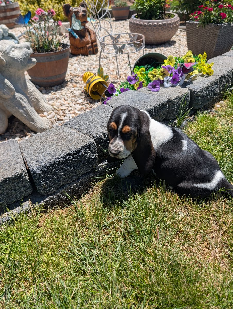 Euro Basset hound puppies