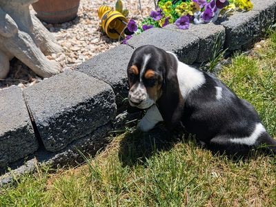 Euro Basset hound puppies
