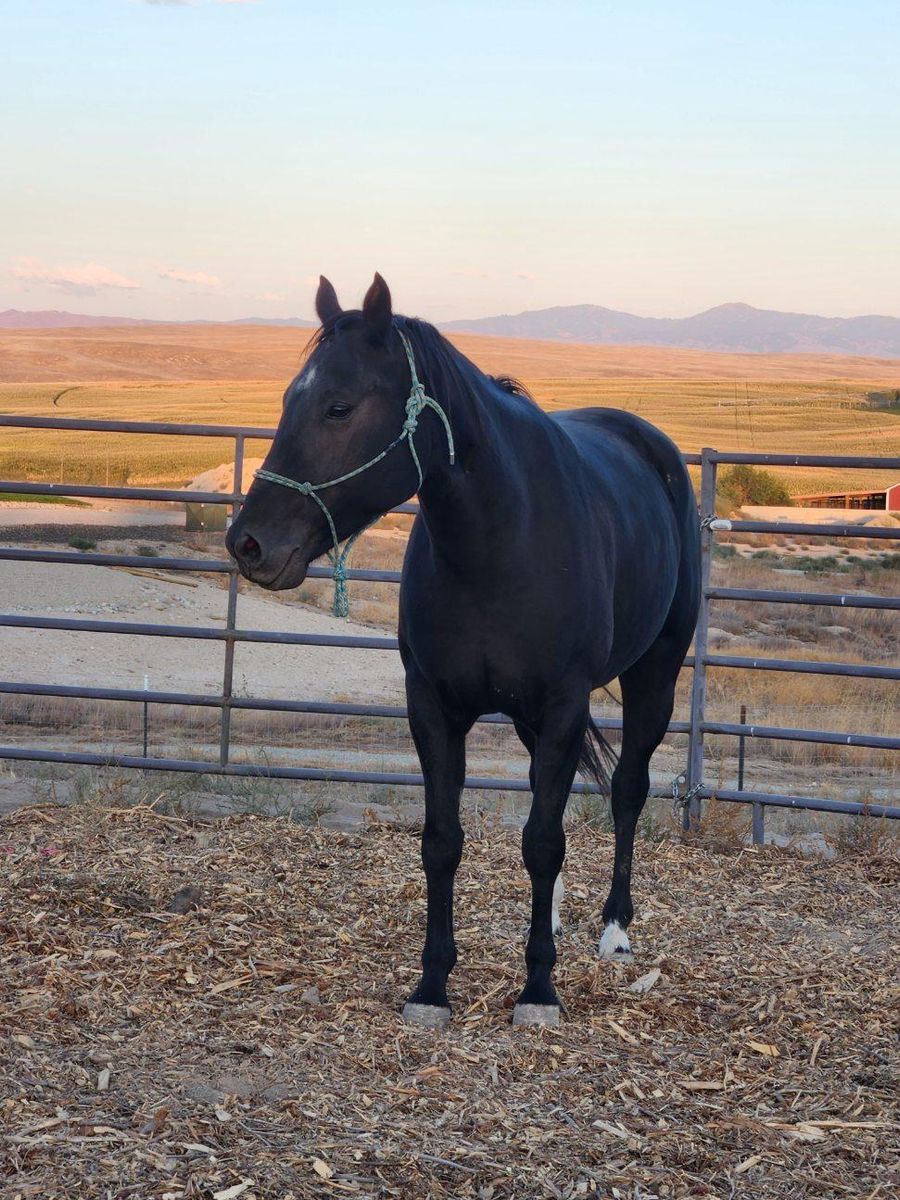 AQHA 8 year old Black Mare