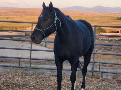AQHA 8 year old Black Mare