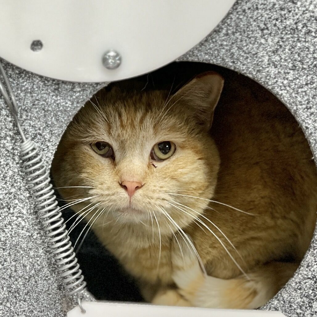 Hello my name is Cucumber