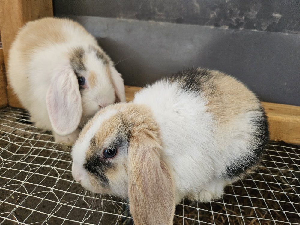 Hollan lop babies